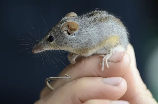 10 baby animals that can almost fit on your fingertip 3