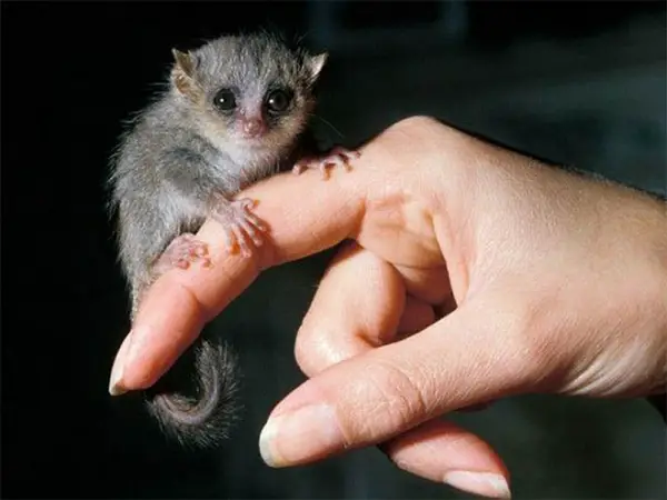 10 baby animals that can almost fit on your fingertip 5