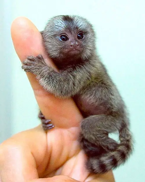 10 baby animals that can almost fit on your fingertip 6