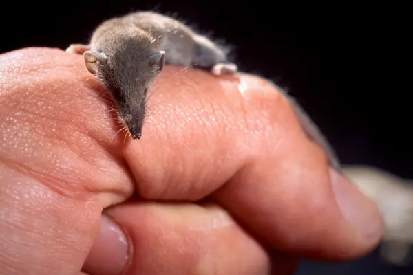 10 baby animals that can almost fit on your fingertip 7