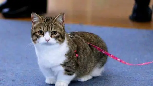 10 munchkin will waddle their way into your heart 1