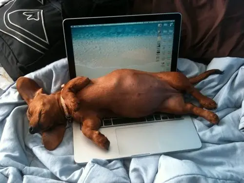 10 reasons why you simply cant resist dachshund 10
