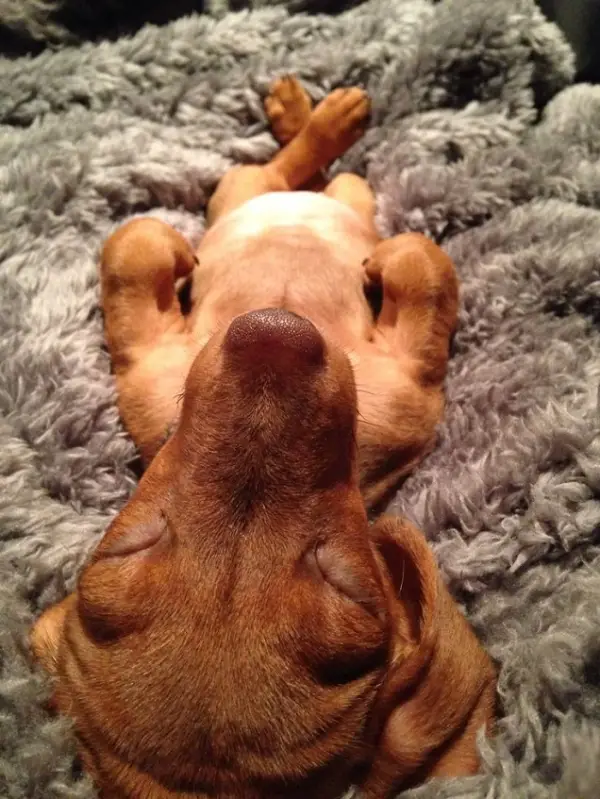 10 reasons why you simply cant resist dachshund 11