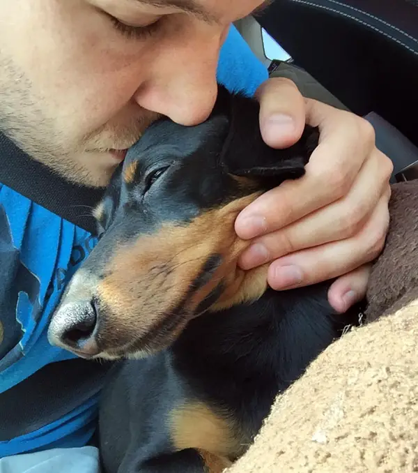 10 reasons why you simply cant resist dachshund 2
