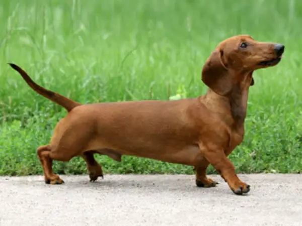 10 reasons why you simply cant resist dachshund 5