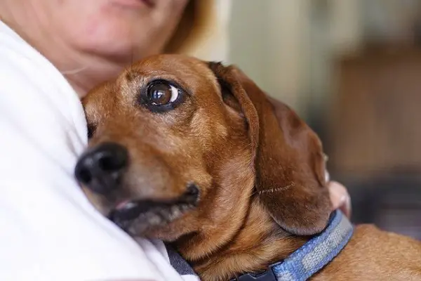 10 reasons why you simply cant resist dachshund 8