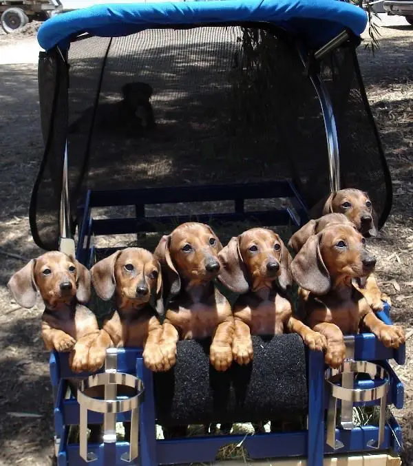 10 reasons why you simply cant resist dachshund 9