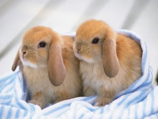 10 things we got wrong about rabbits 10