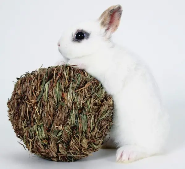 10 things we got wrong about rabbits 11