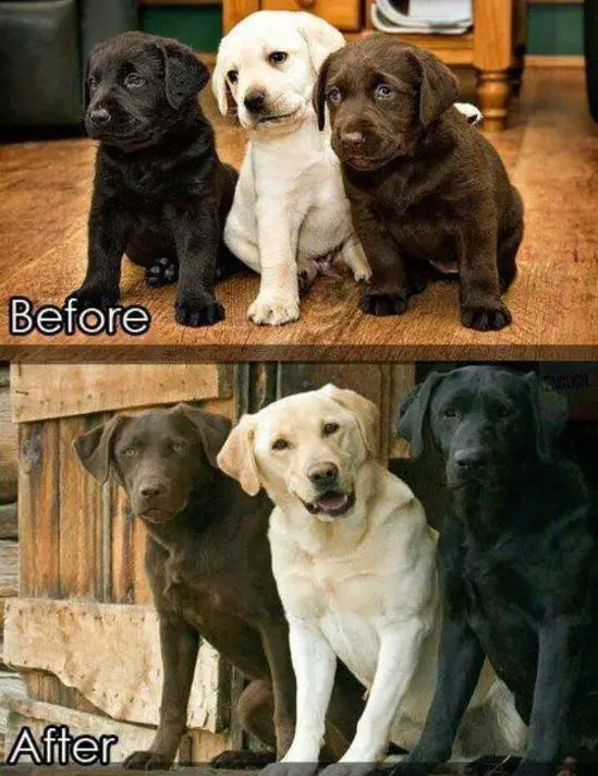 11 adorable pics of dogs growing up 1