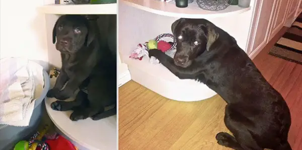 11 adorable pics of dogs growing up 10