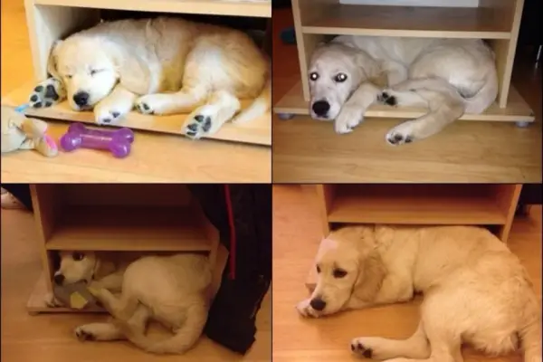 11 adorable pics of dogs growing up 2