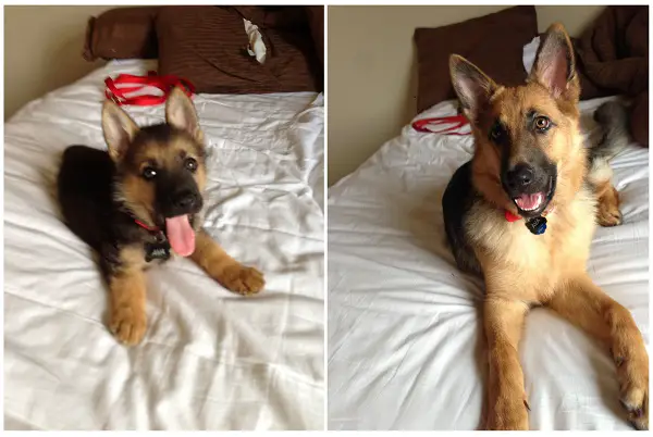 11 adorable pics of dogs growing up 3