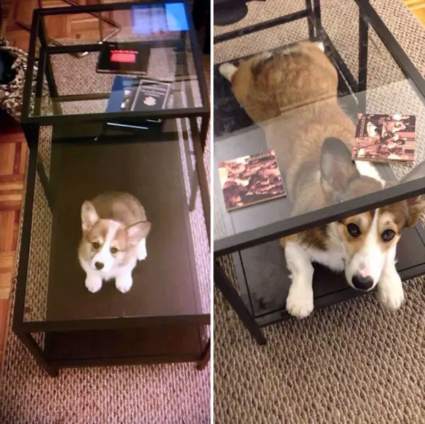 11 adorable pics of dogs growing up 4