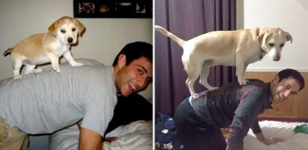 11 adorable pics of dogs growing up 7