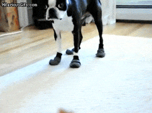 11 animals testing their new shoes 2