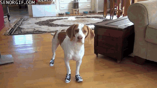 11 animals testing their new shoes 5