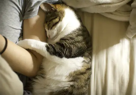 12 cats that really love their humans 2