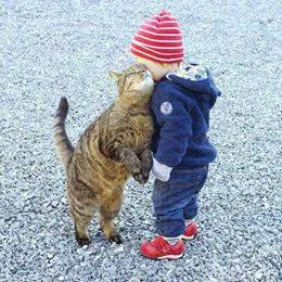 12 cats that really love their humans 6