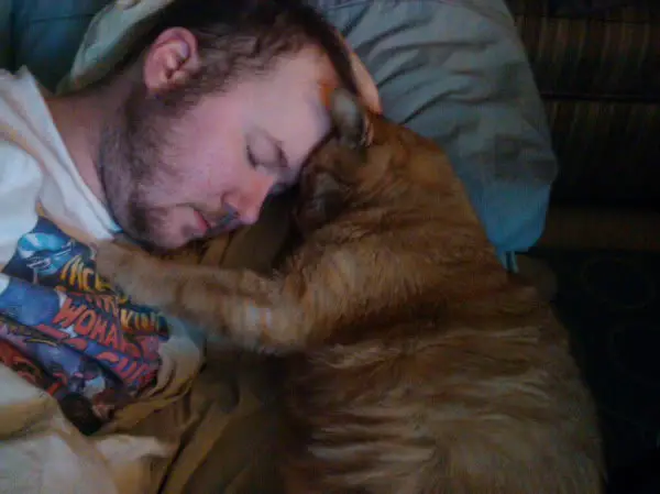 12 cats that really love their humans 7