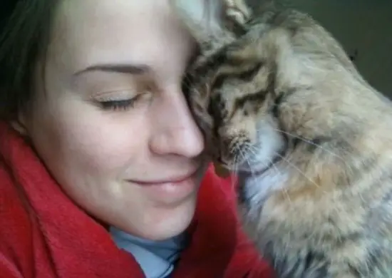 12 cats that really love their humans 8