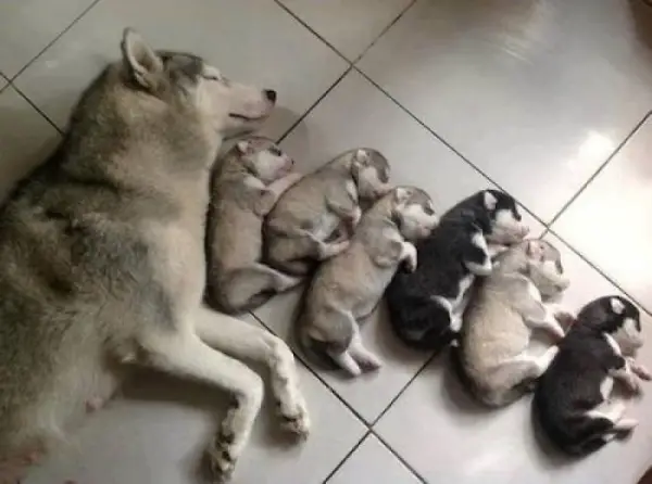 12 most adorable moments of animal families 10