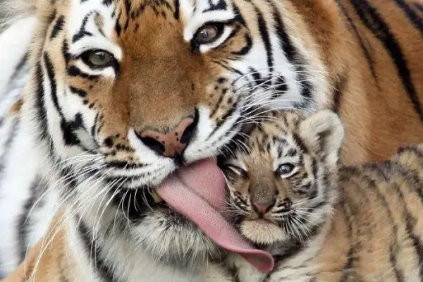 12 most adorable moments of animal families 7