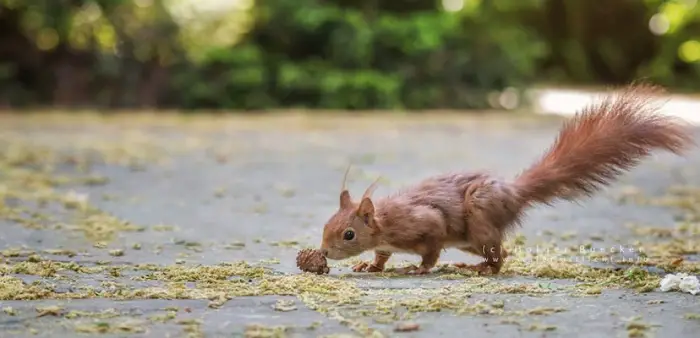 12 photos of fast and cheerful squirrel sue 10