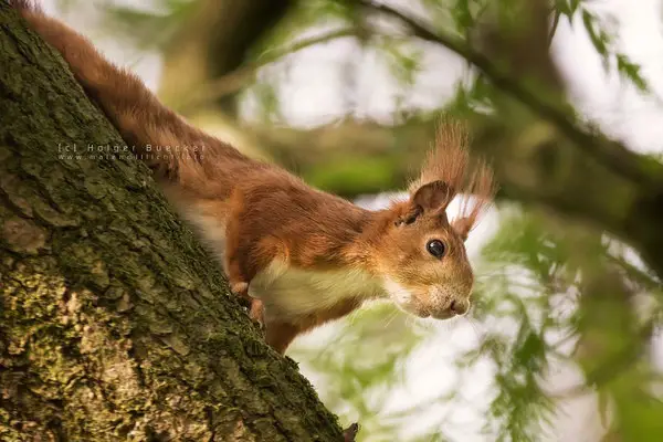 12 photos of fast and cheerful squirrel sue 11