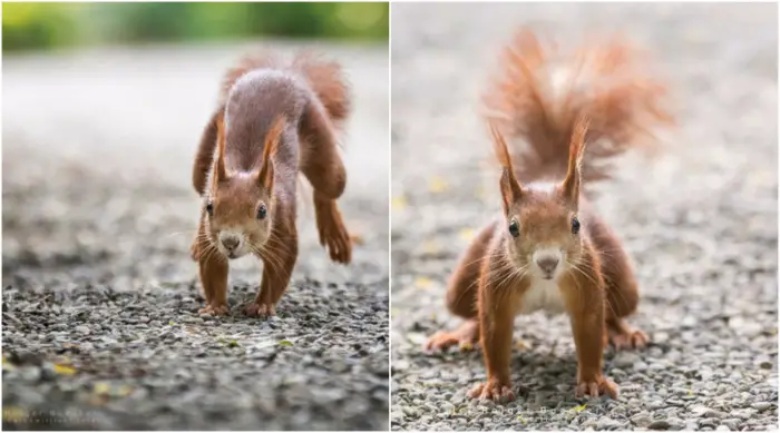 12 photos of fast and cheerful squirrel sue 2
