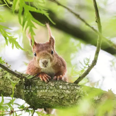 12 photos of fast and cheerful squirrel sue 8