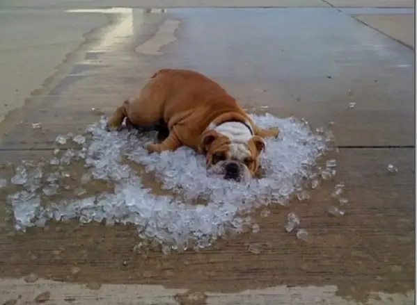 14 animals that just cant handle heat 9