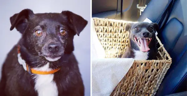 14 before and after pictures that will melt your hearth adopt dont shop 11