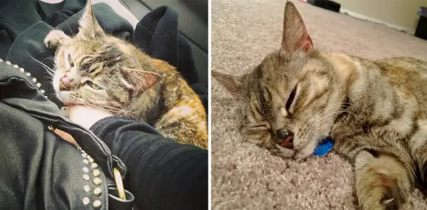14 before and after pictures that will melt your hearth adopt dont shop 2