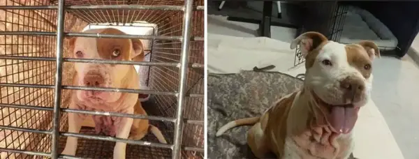 14 before and after pictures that will melt your hearth adopt dont shop 6
