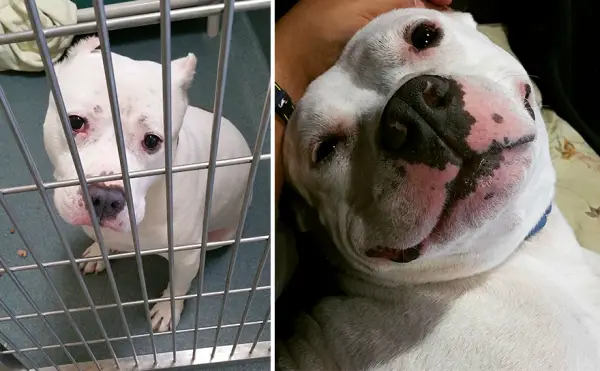 14 before and after pictures that will melt your hearth adopt dont shop 7