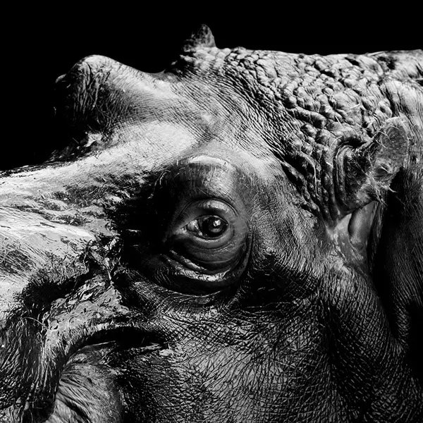 14 breathtaking black and white animal photos 1