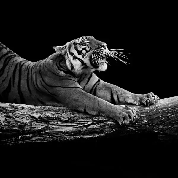 14 breathtaking black and white animal photos 10
