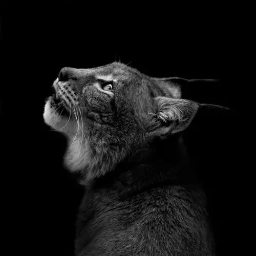 14 breathtaking black and white animal photos 13