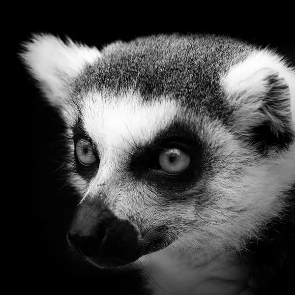 14 breathtaking black and white animal photos 4