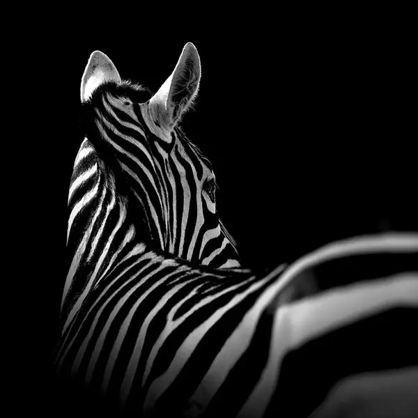 14 breathtaking black and white animal photos 5