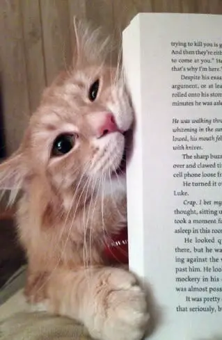 14 cats that are sure your attention is misplaced 2