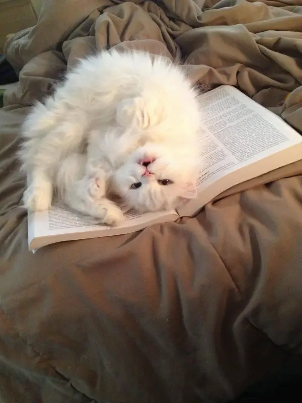 14 cats that are sure your attention is misplaced 6