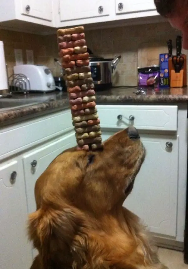 16 animals that are masters of self control 1