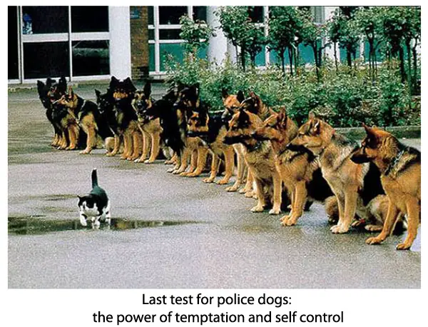 16 animals that are masters of self control 13