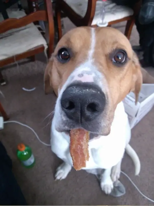 16 animals that are masters of self control 16
