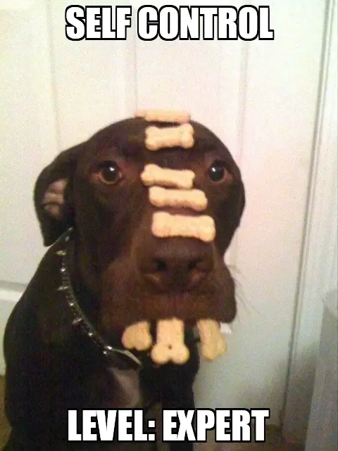 16 animals that are masters of self control 4