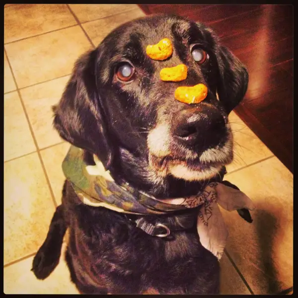 16 animals that are masters of self control 9
