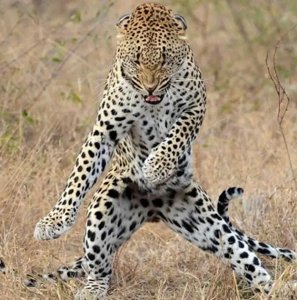 16 animals with some really slick moves 10