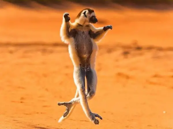 16 animals with some really slick moves 12